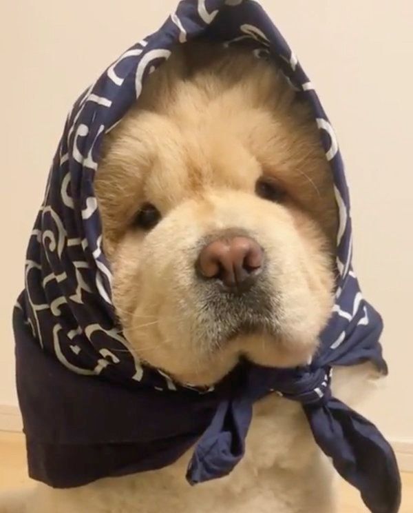 布をかぶるチャウ・チャウ