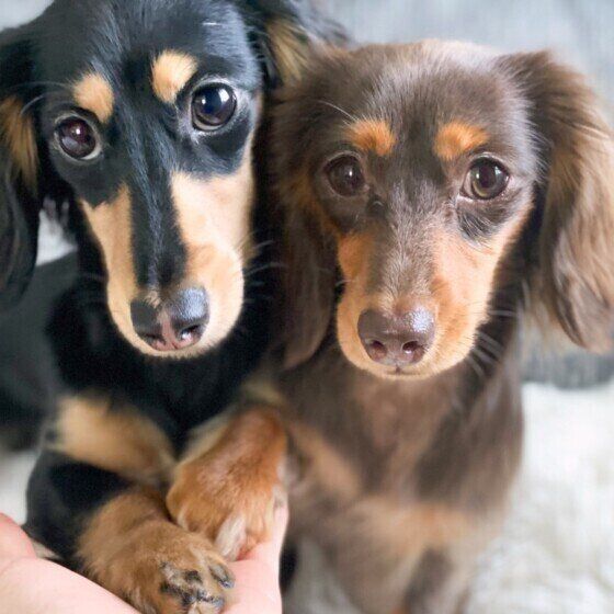 愛犬のおしっこを採る方法 正しい検査をするために獣医師が解説 いぬのきもち