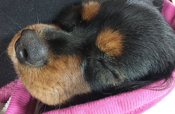 眠るキャバリア・キング・チャールズ・スパニエル