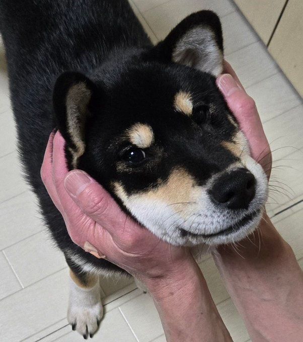 両手で顔を挟まれている柴犬の子犬