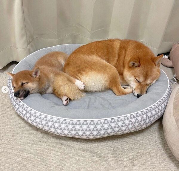 添い寝するまるちゃんとはなちゃん