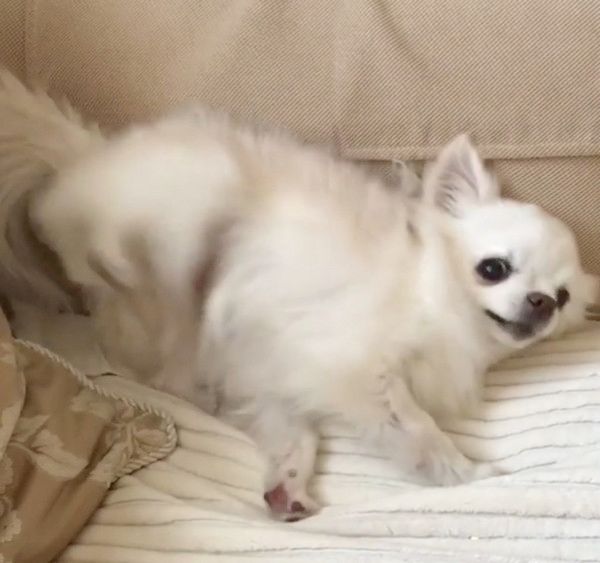 踊るチワワ