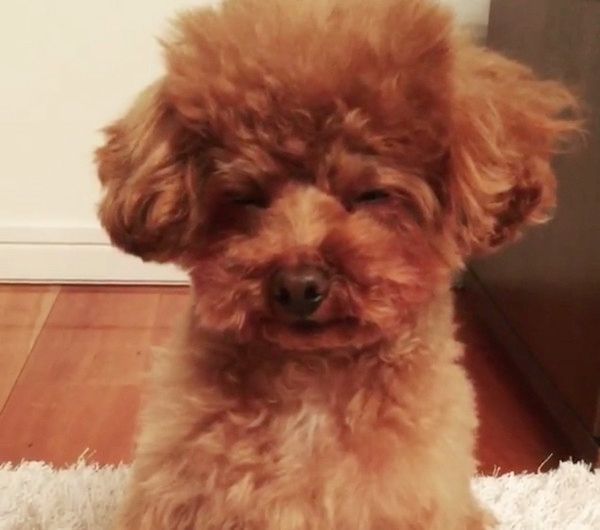 睡魔に耐える犬