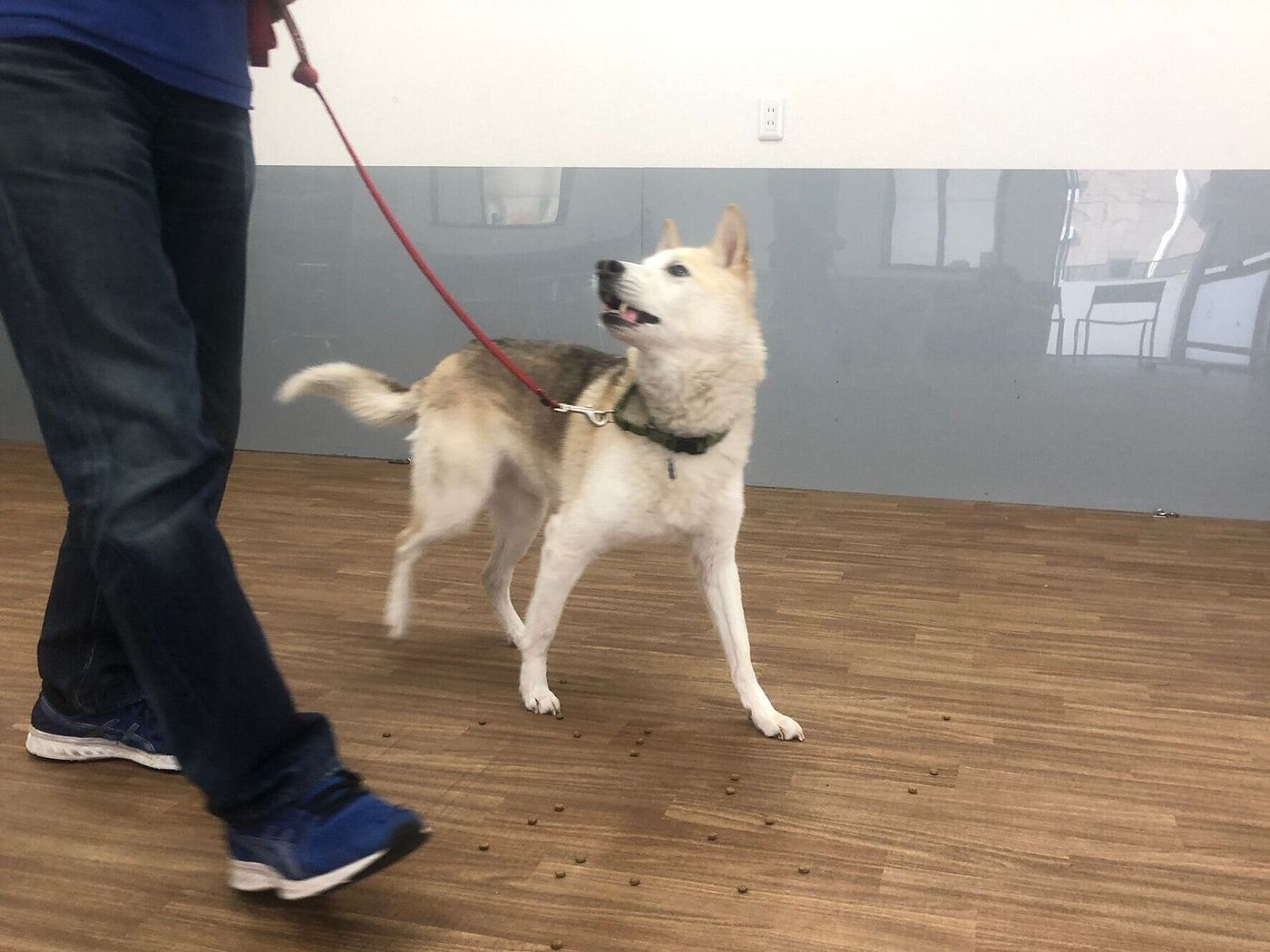 犬が道に落ちているモノを無視して歩けるようになる 拾い食い防止トレーニング 連載 西川文二の 犬ってホントは Vol 135 いぬのきもちweb Magazine 犬が道に落ちているモノを無視して歩けるようになる 拾い食い防止トレーニング 連載 西川文二の 犬ってホントは Vol 135 いぬのきもちweb Magazine