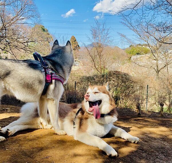 笑顔の北斎くん