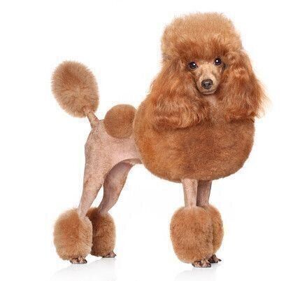 トイ・プードル