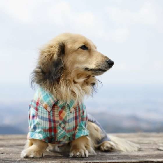 ミニチュア・ダックスフンドのラッキーくん