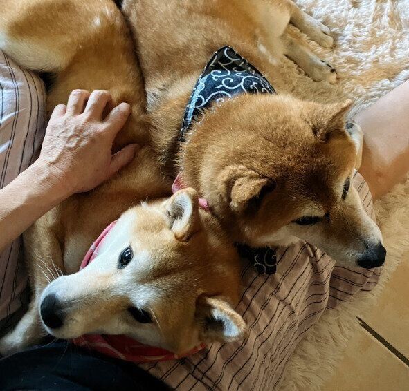 柴犬 トラくん 梅ちゃん