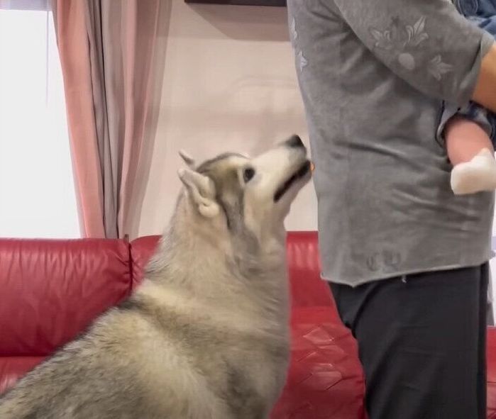 心配そうなシベリアン・ハスキーの文太くん