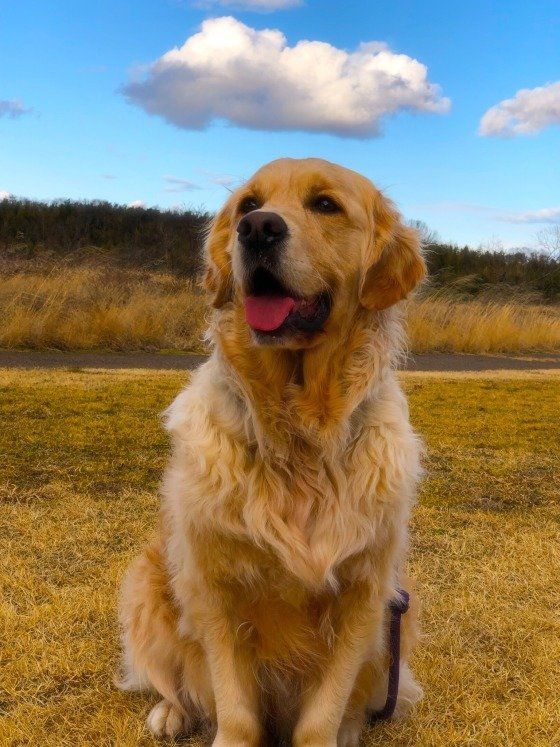 ゴールデン・レトリーバー