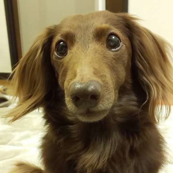 見つめるミニチュア・ダックスフンド