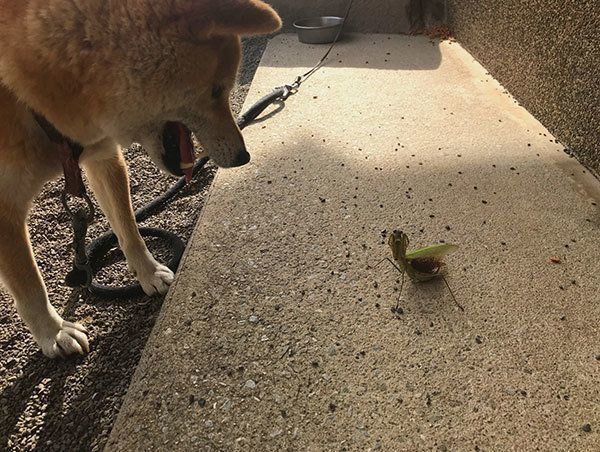 カマキリと戦うハナちゃん