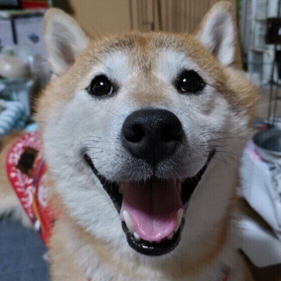 シニア犬は夏から秋に体調を崩しやすい？ 季節の変わり目に犬の体調管理で気をつけること いぬのきもち