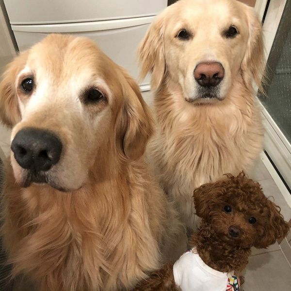 見つめ合うゴールデン・レトリーバー