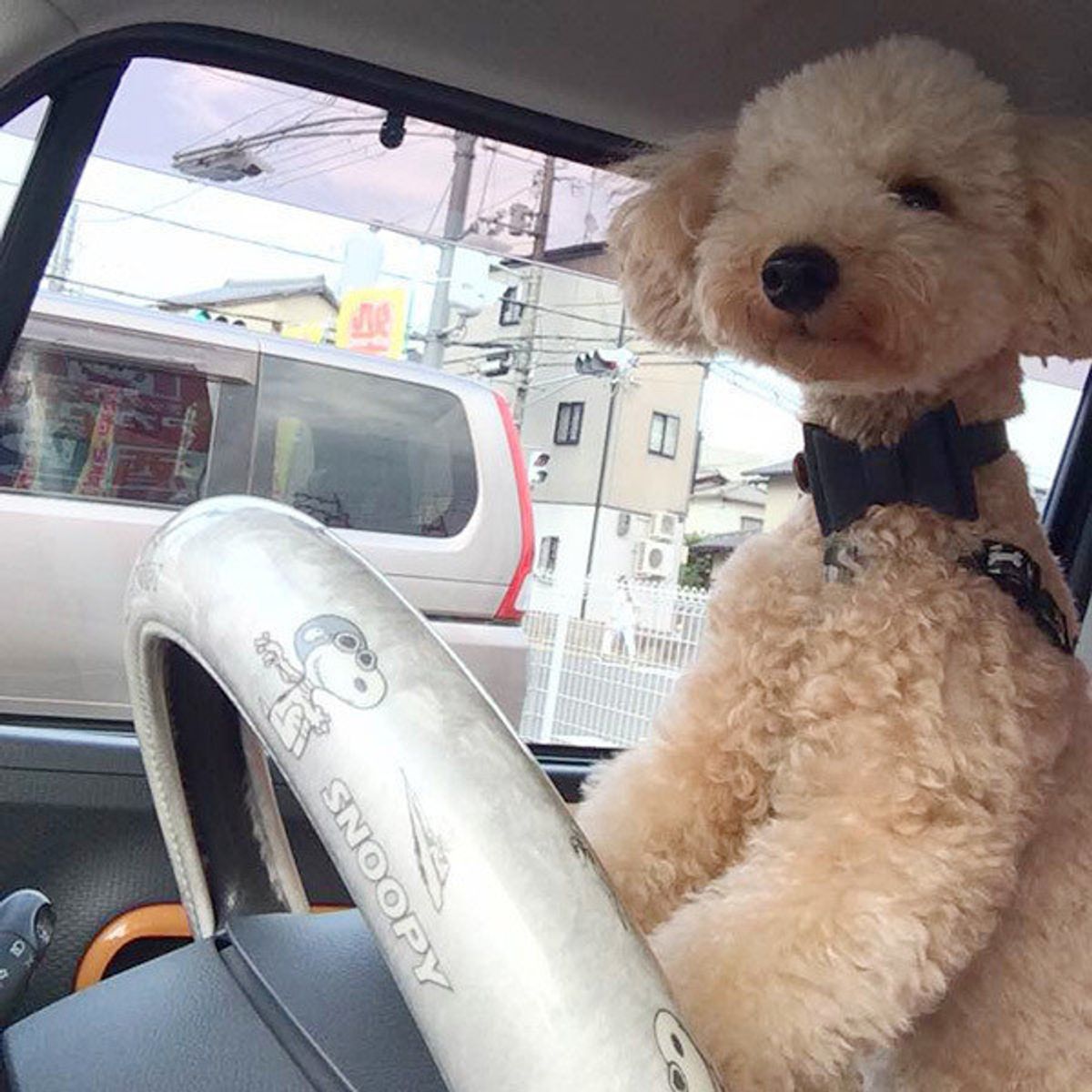 ご主人さまの運転姿 気になるワン 運転席に座ってみたワンコたち いぬのきもちweb Magazine ご主人さまの運転姿 気になるワン 運転席に座ってみたワンコたち いぬのきもちweb Magazine