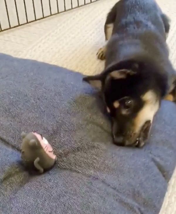 オモチャで遊ぶ豆柴