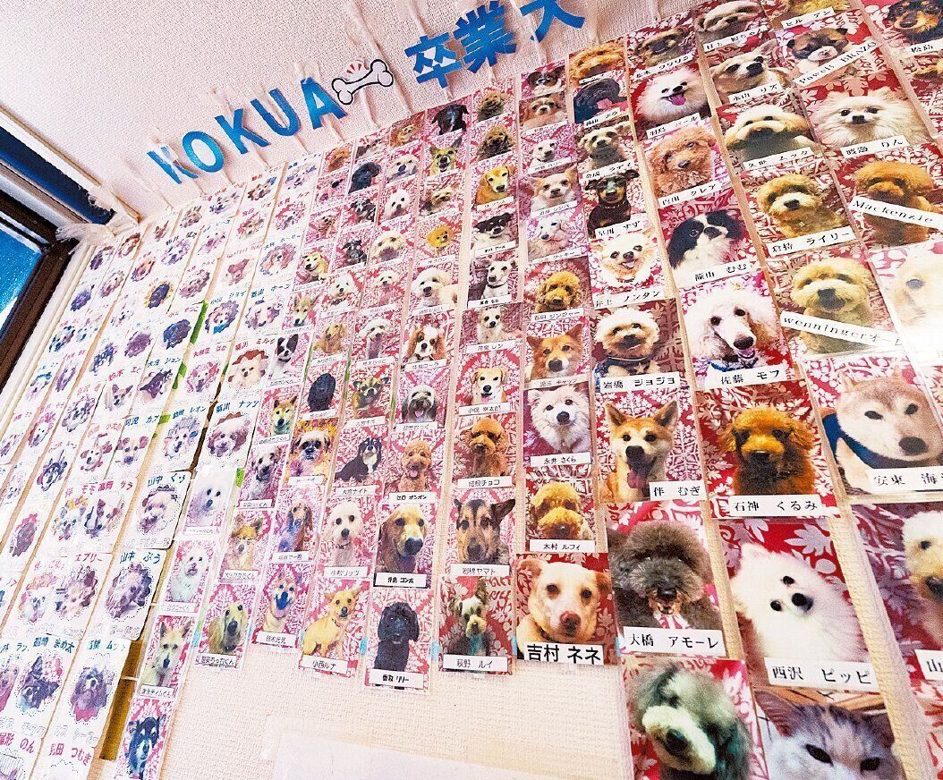 シェルターの壁一面には、コクアを卒業して幸せになった犬たちの写真が飾られています。問題行動がある犬も疾患のあった犬も、分け隔てなくみんな譲渡につなげてきました