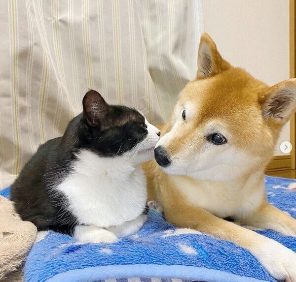 仲良しな犬のうららちゃん、猫のからしちゃん