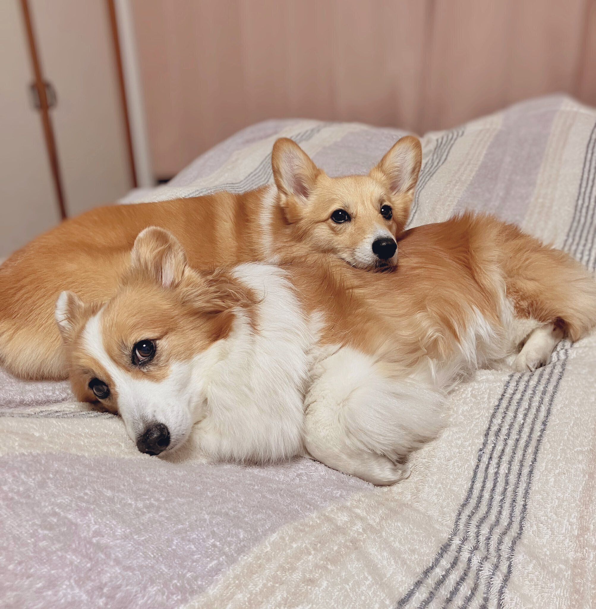 まったりする華ちゃん、麗ちゃん。