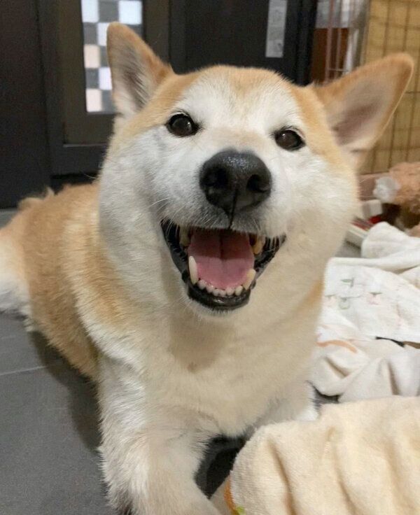 満足そうな表情をする福丸くん