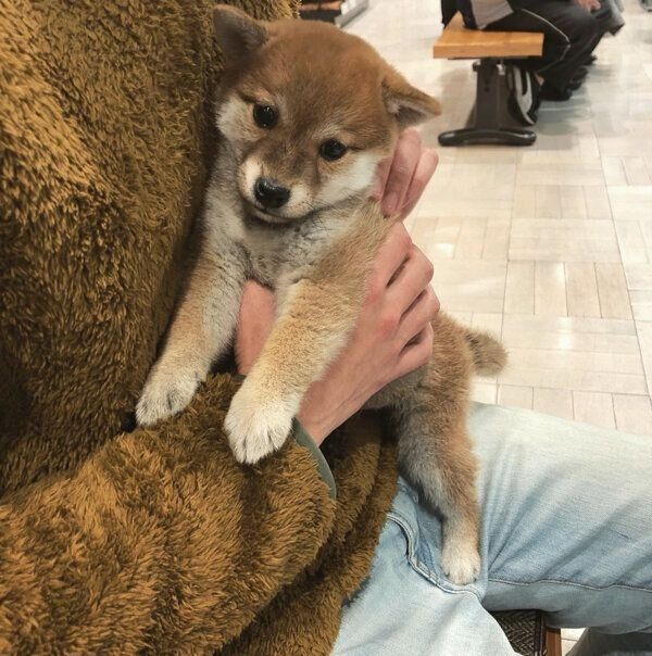 「うちのコになることが決まった日」に撮ったしらすくんの写真