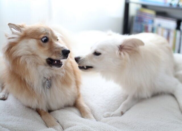 イヌ の比喩は間違っている 穴澤賢の犬のはなし いぬのきもちweb Magazine