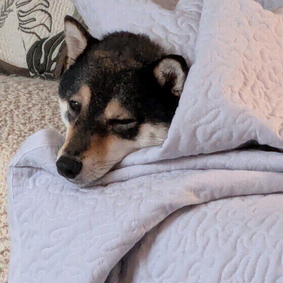 眠たそうな表情の柴犬