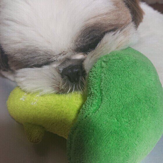 ブロッコリーのぬいぐるみにかじりついているシー・ズー