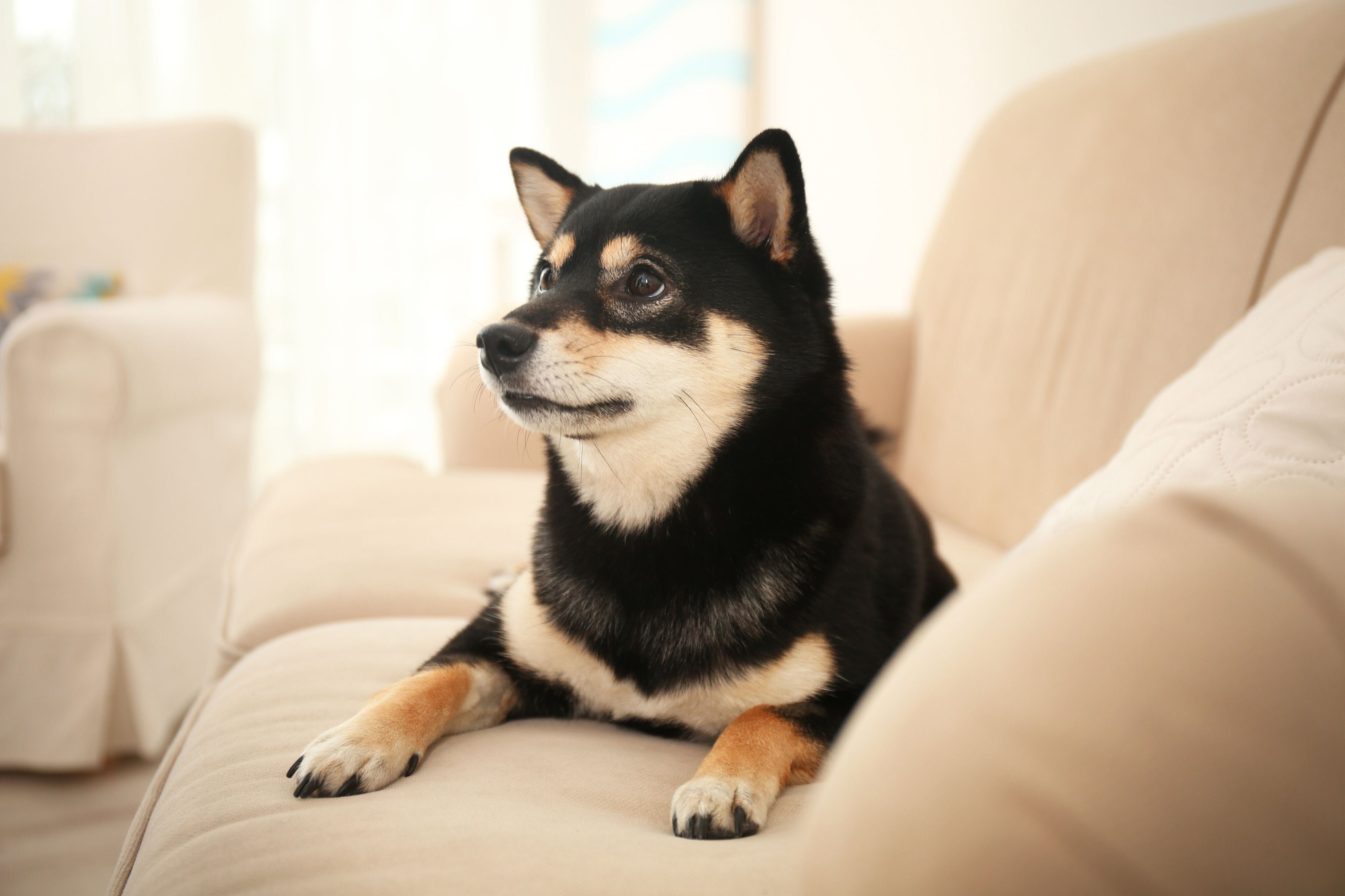 ソファに座る犬
