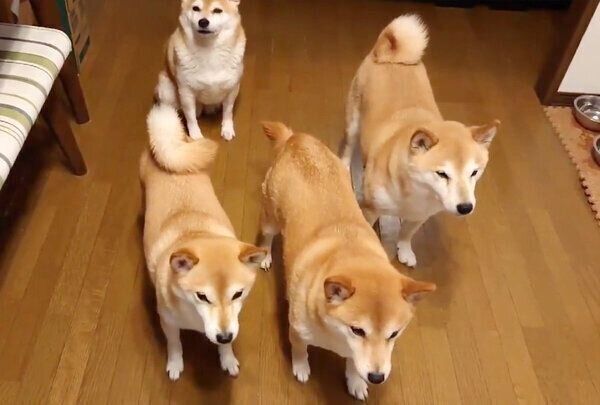 ごはん待ちをする柴犬一家