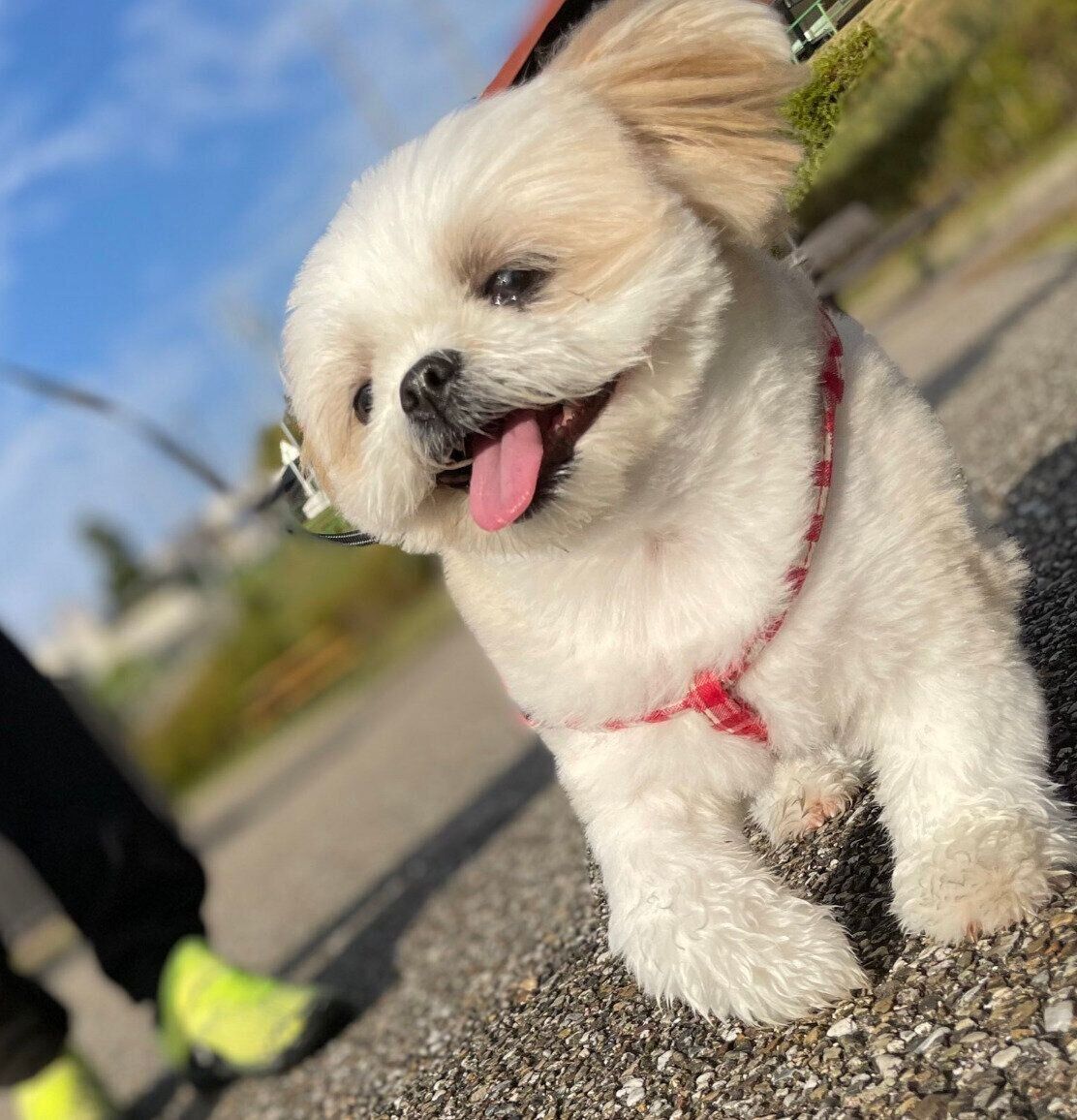 笑顔で散歩するミカンちゃん