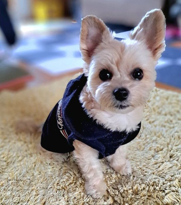 カメラを見つめるククちゃん