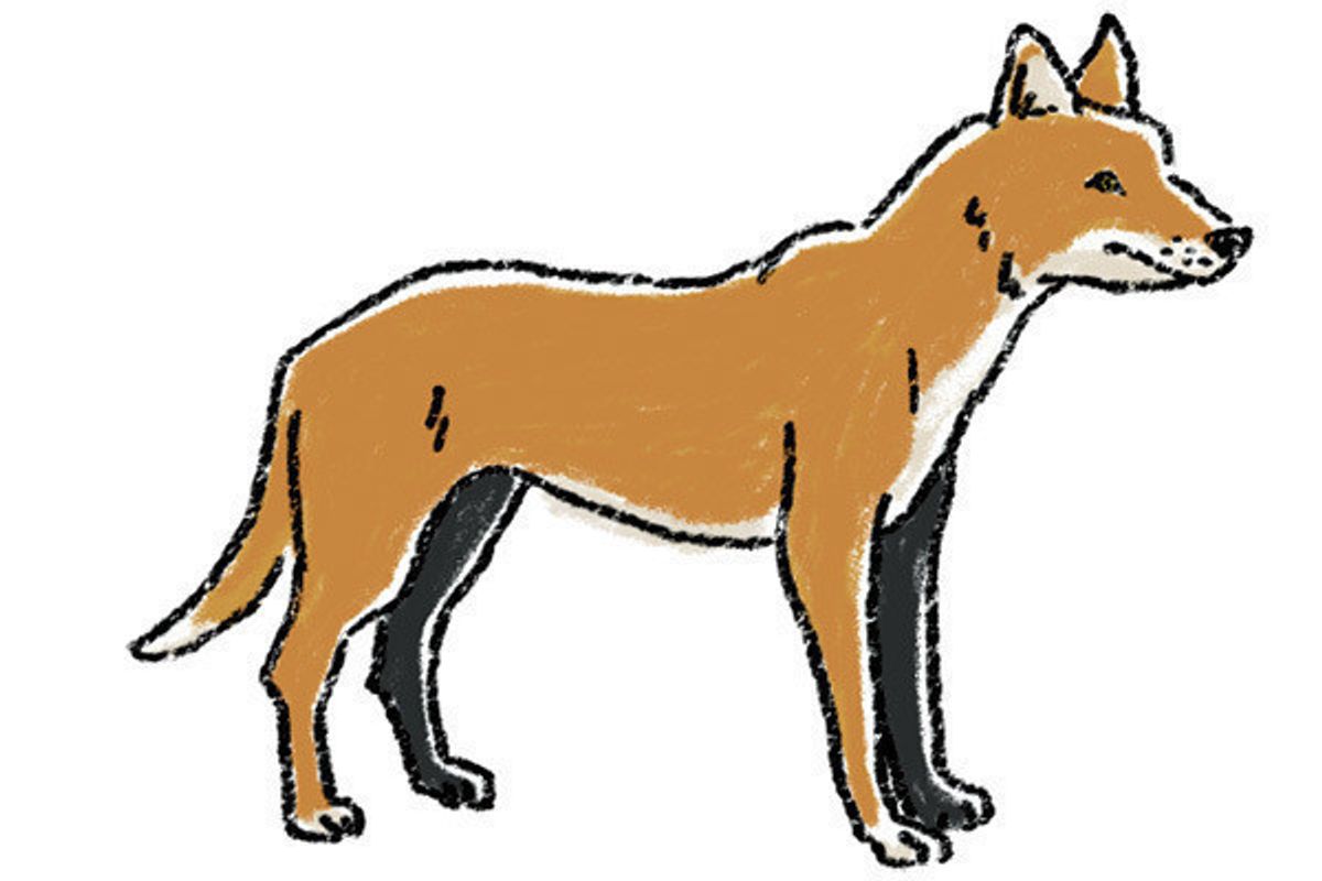 豆知識 オオカミだけじゃない こんなにもいた イヌ科の動物 いぬのきもちweb Magazine 豆知識 オオカミだけじゃない こんなにもいた イヌ科の動物 いぬのきもちweb Magazine