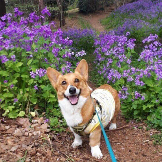 いい笑顔のウェルシュ・コーギー・ペンブローク