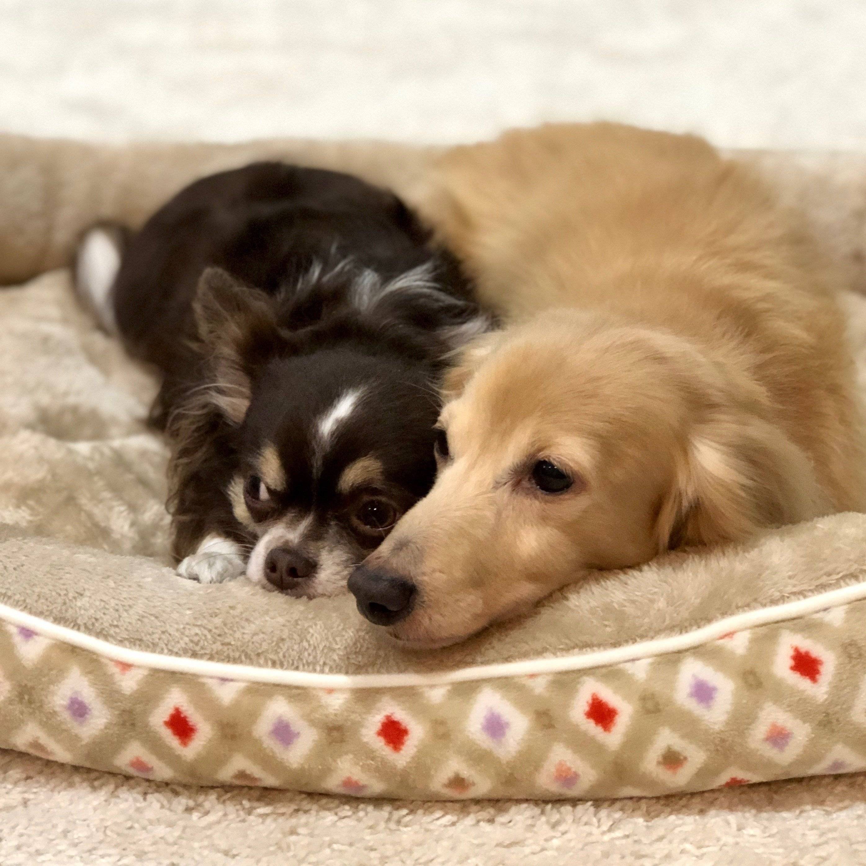 ミニチュア・ダックスフンド（11才）とチワワ（4才）