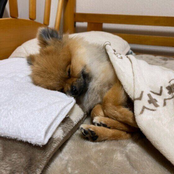 犬が自分のベッドではなく飼い主のベッドや枕で眠りたがる理由 いぬのきもち