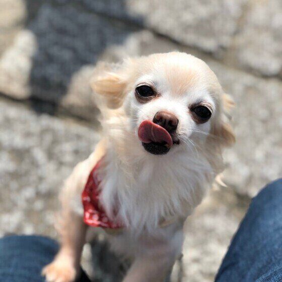 チワワのココちゃん