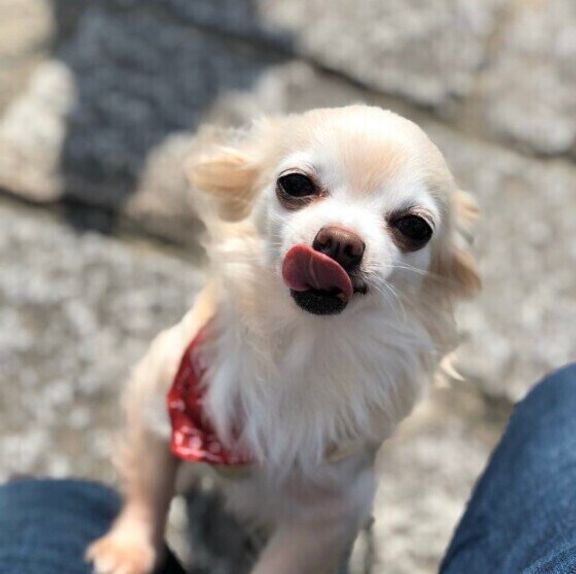 チワワのココちゃん