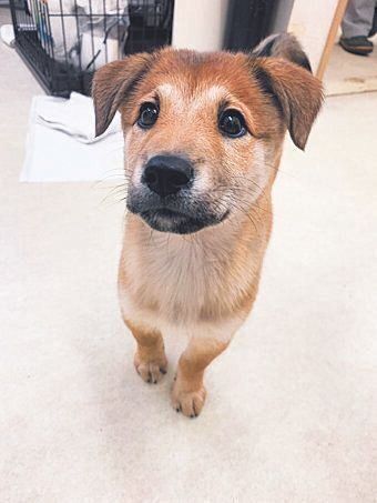 東京都のKさん家族に迎えられた聖ちゃんは現在２才