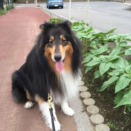 ラフ・コリーのレジェンドちゃん