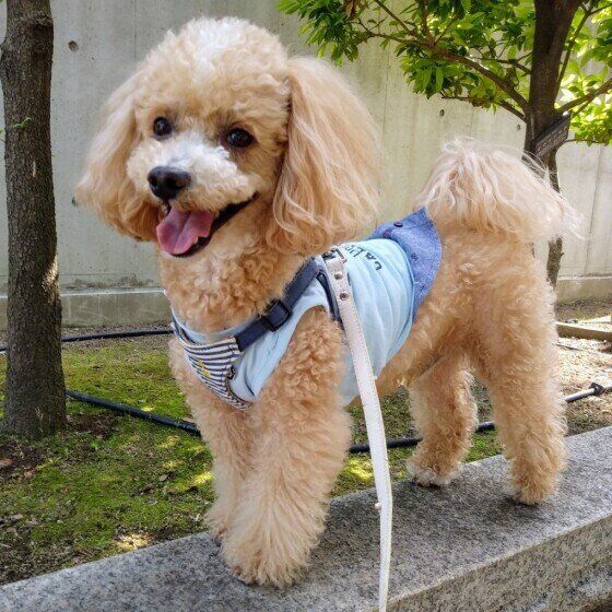 トイ・プードルのハービーくん