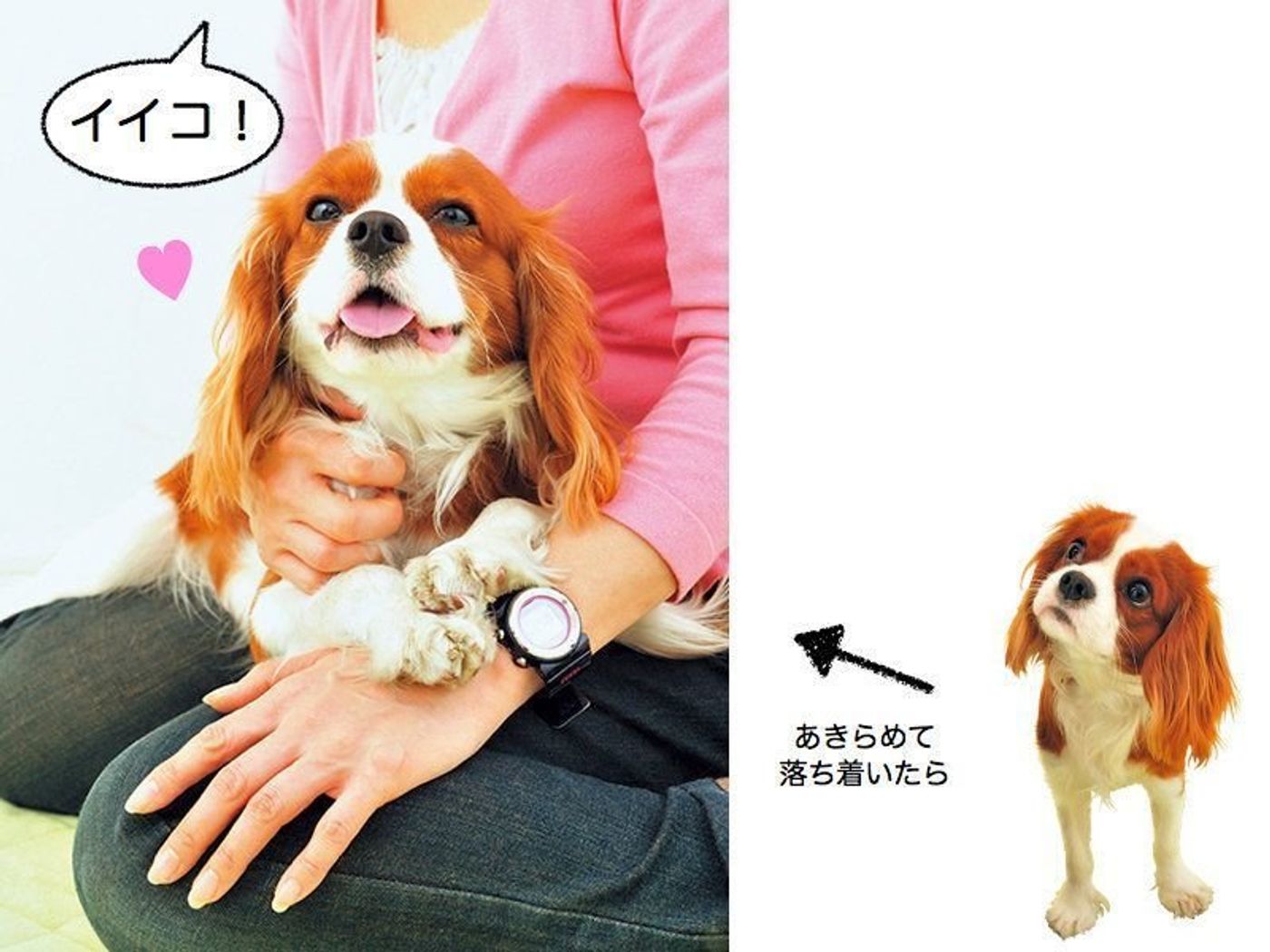 甘えん坊な犬の特徴や犬種って 飼い主さんが好きすぎると問題も いぬのきもちweb Magazine 甘えん坊な犬の特徴や犬種って 飼い主さんが好きすぎると問題も いぬのきもちweb Magazine