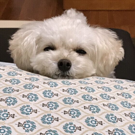 トイ・プードルのあかりちゃん