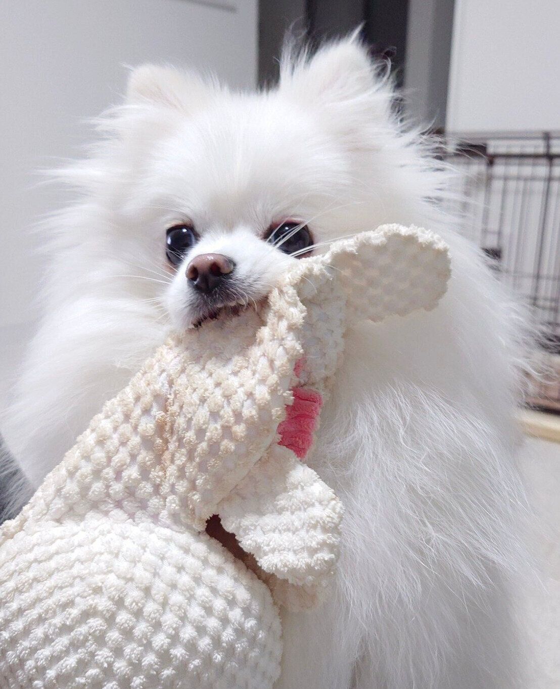 遊んでほしいおこめちゃん