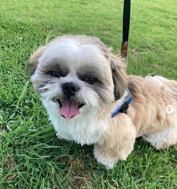 お散歩を楽しむほっぷくん