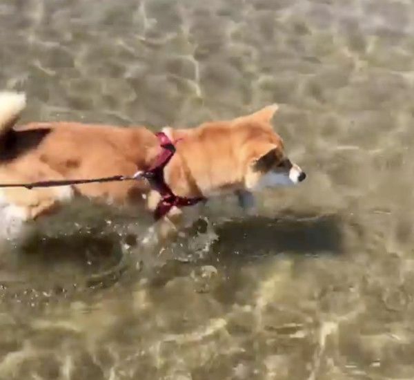 海で遊ぶ柴犬