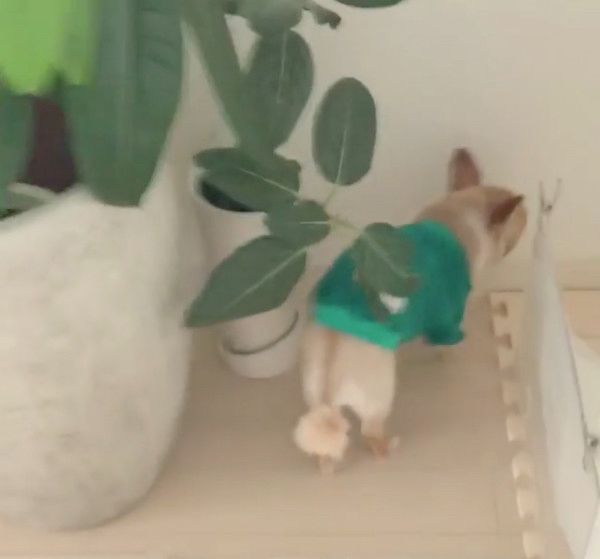 パジャマにもぐる犬