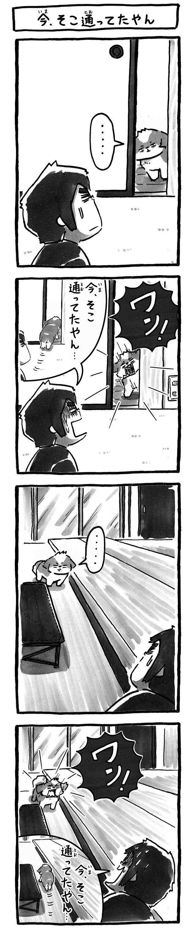 シーズー犬マンガてんぽshihtzu