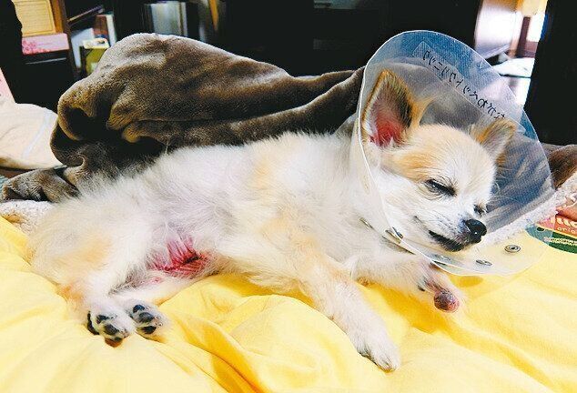 2020年７月には脾臓に１㎝の腫瘍が見つかり、翌月に脾臓全摘出手術を行いました。検査の結果、幸いにも腫瘍は良性でした