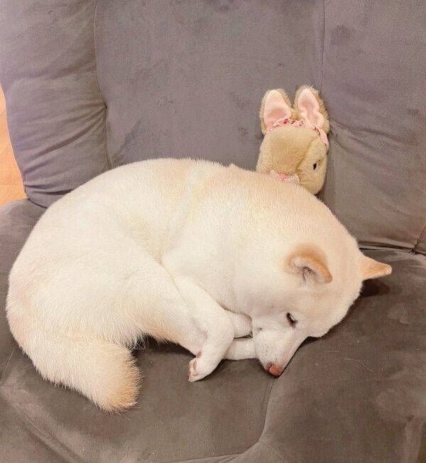 ウサギのぬいぐるみのそばで眠るゆきちゃん